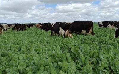 Nabo forrajero, alta calidad para la lechería y la carne.