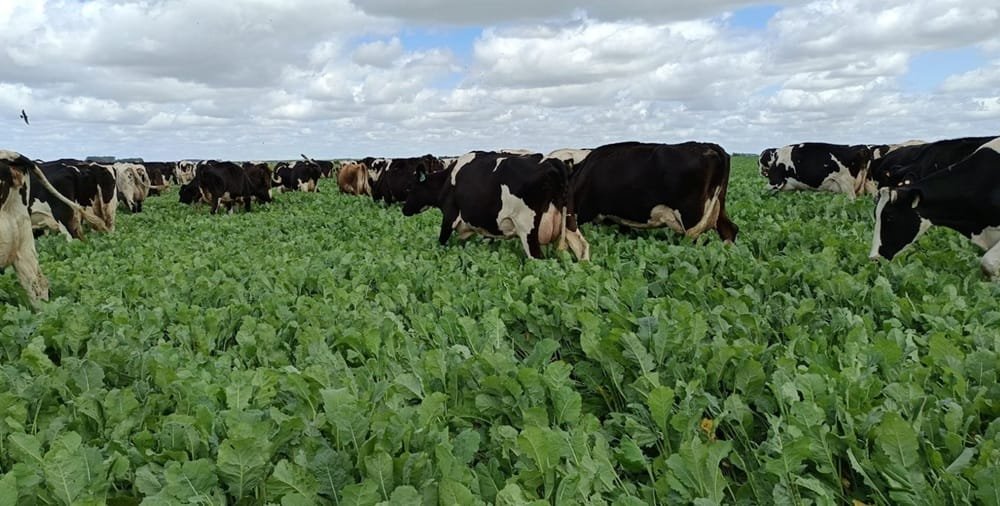 Nabo forrajero, alta calidad para la lechería y la carne.