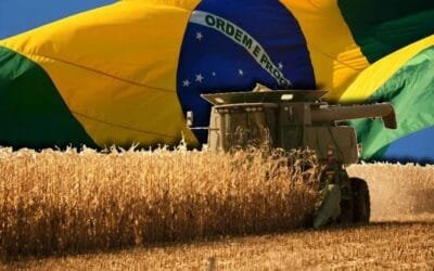 Aumenta la cosecha de granos en Brasil.