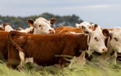 Expo Prado 2025. INAC presentará dos conferencias.