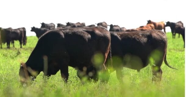 Semana con subas importantes en los precios del ganado en pie y a la carne