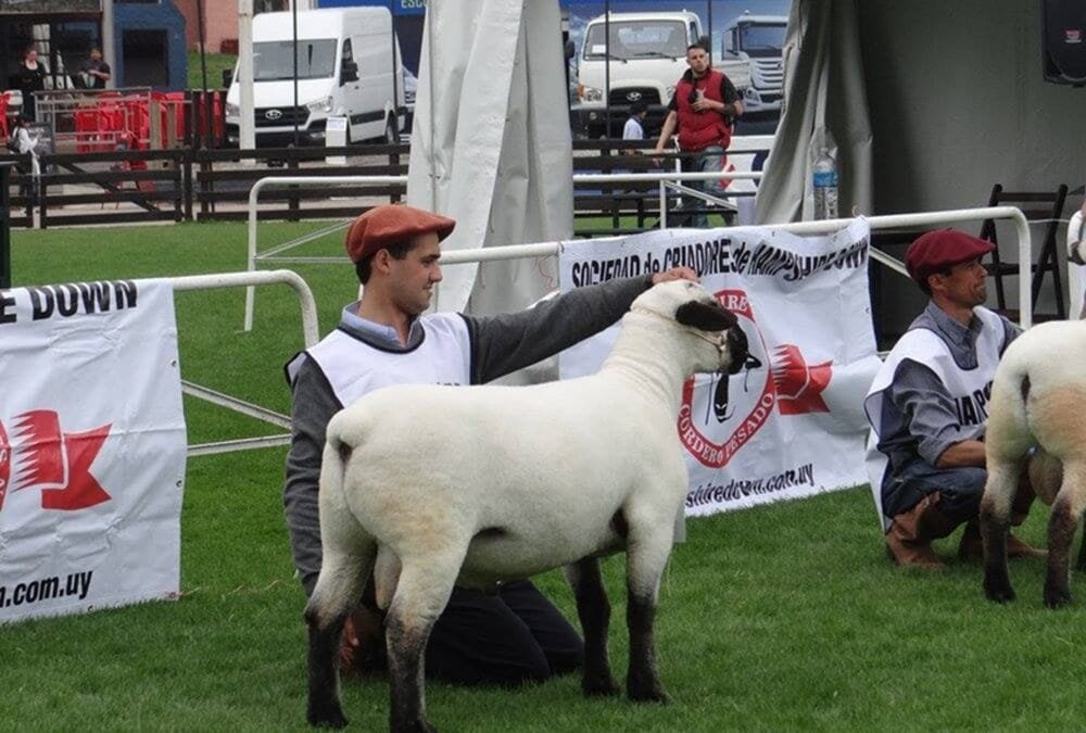 Hampshire Down en el Prado 2025: “No dejamos de crecer”.