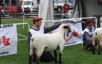 Hampshire Down en el Prado 2025: “No dejamos de crecer”.