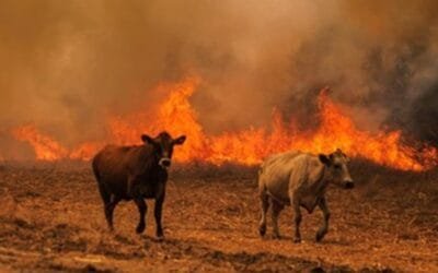 Incendios en España, ¿qué rol cumple la ganadería?