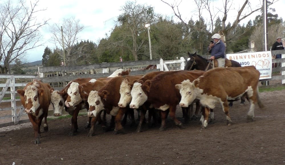 Leonardo Ruglio Bachino: mercado firme y muy buenos valores en el Campanero.