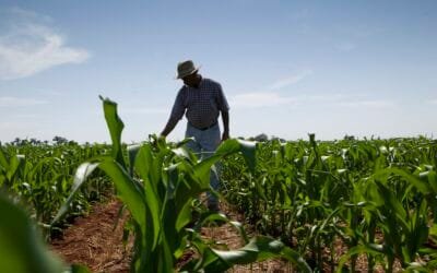 Syngenta presentó Elibra®, una nueva herramienta para control de malezas en maíz.