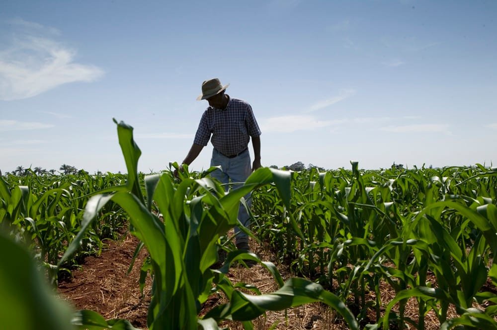 Syngenta presentó Elibra®, una nueva herramienta para control de malezas en maíz.