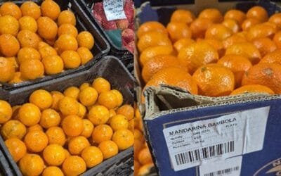 UAM: Ingresan nuevas variedades de mandarinas producidas por INIA.