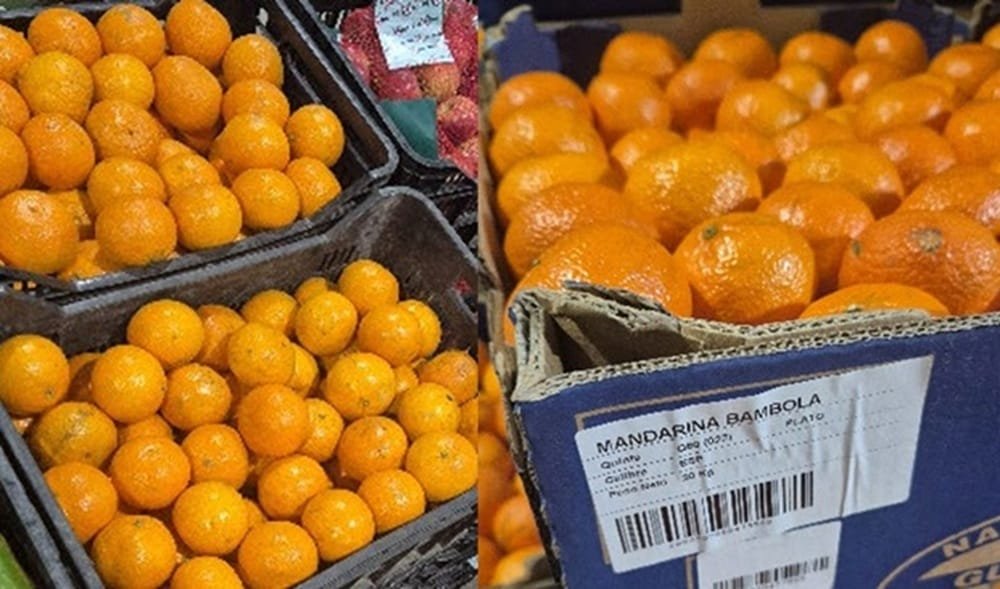 UAM: Ingresan nuevas variedades de mandarinas producidas por INIA.