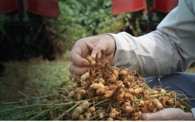 En Paraguay buscan impulsar la exportación de maní.