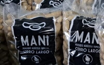 Mas del 90% del maní que se consume en Uruguay es importado; productores de Cerro Largo apuntan a revertir esa situación.