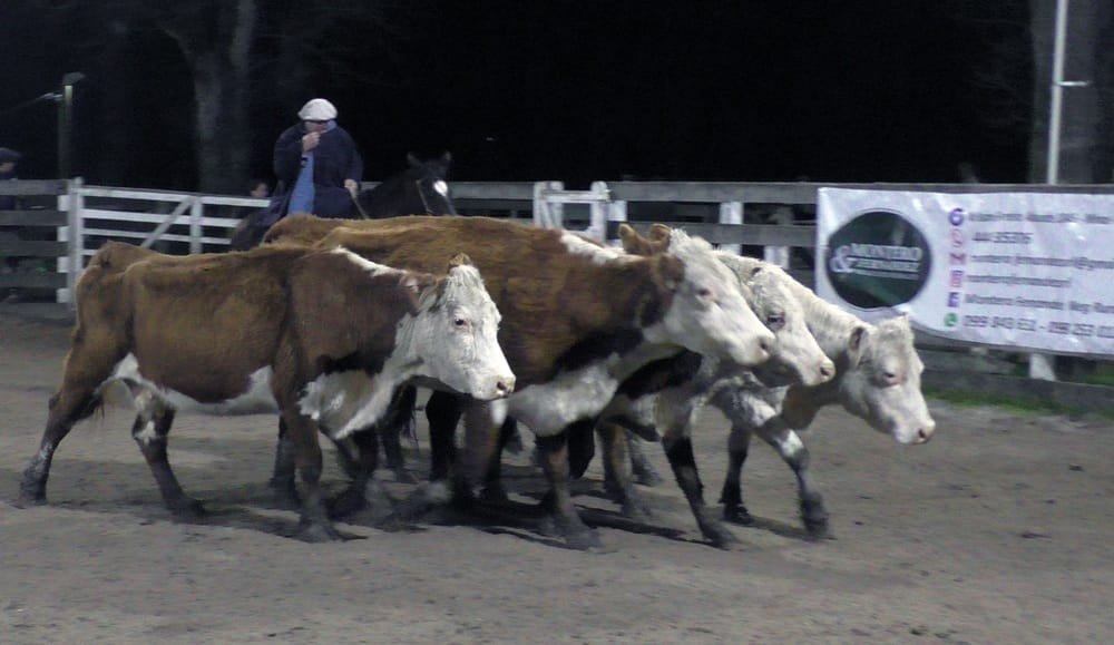 Montero & Fernández en Campanero, mostró un mercado animado y de destacadas cotizaciones.