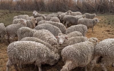 Productora de sufrió el robo de 62 ovejas Ideal y 3 carneros.