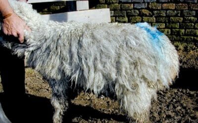 “No entiendo como no estamos en mejor condición” respecto al piojo y la sarna.