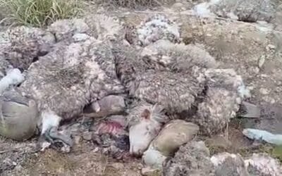 Encontraron los cueros y cabezas de las ovejas Ideal robadas. 