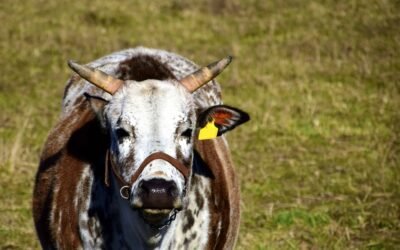 Sin la adecuada capacidad de respuesta, EE.UU. se prepara para la bichera, el regreso de una plaga que creyeron superada.