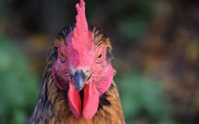 Uruguay declaró emergencia sanitaria nacional por gripe aviar.