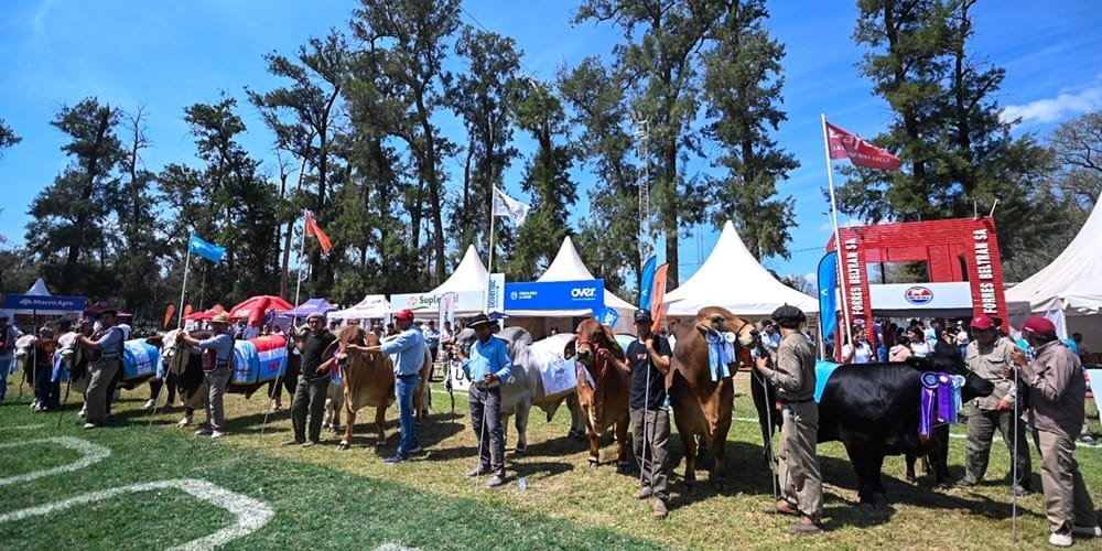 Características de los Braford, Brangus y Brahman campeones en la ExpoBra 2025 de Argentina.