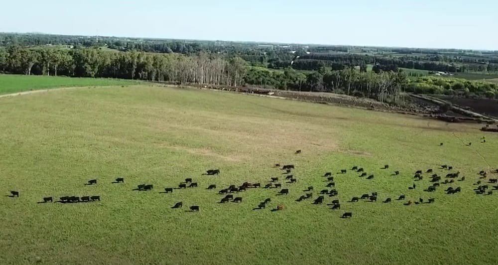 Buena demanda, mercado firme y precios que siguen subiendo.