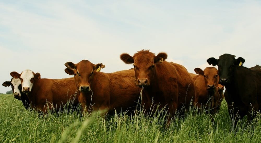 En 2026 Argentina modificará su agenda de vacunación contra la aftosa.