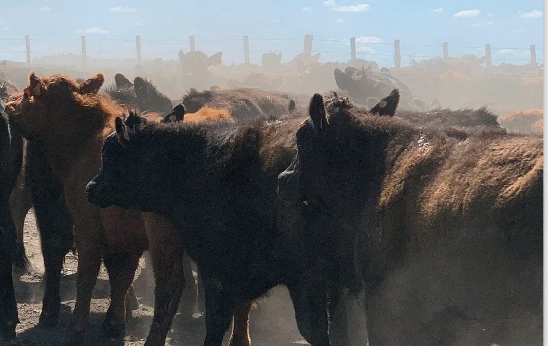 El jueves Plaza Rural rematará 7.808 vacunos.