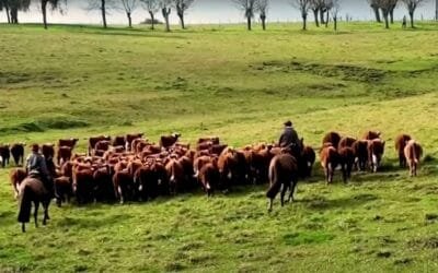 Proyecto de INIA y Margrig BRF homenajeado en el marco del Premio Nova a la Innovación.