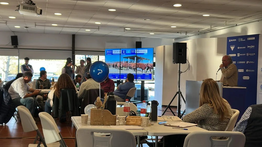 Pantalla Uruguay rematará casi 12.000 vacunos.