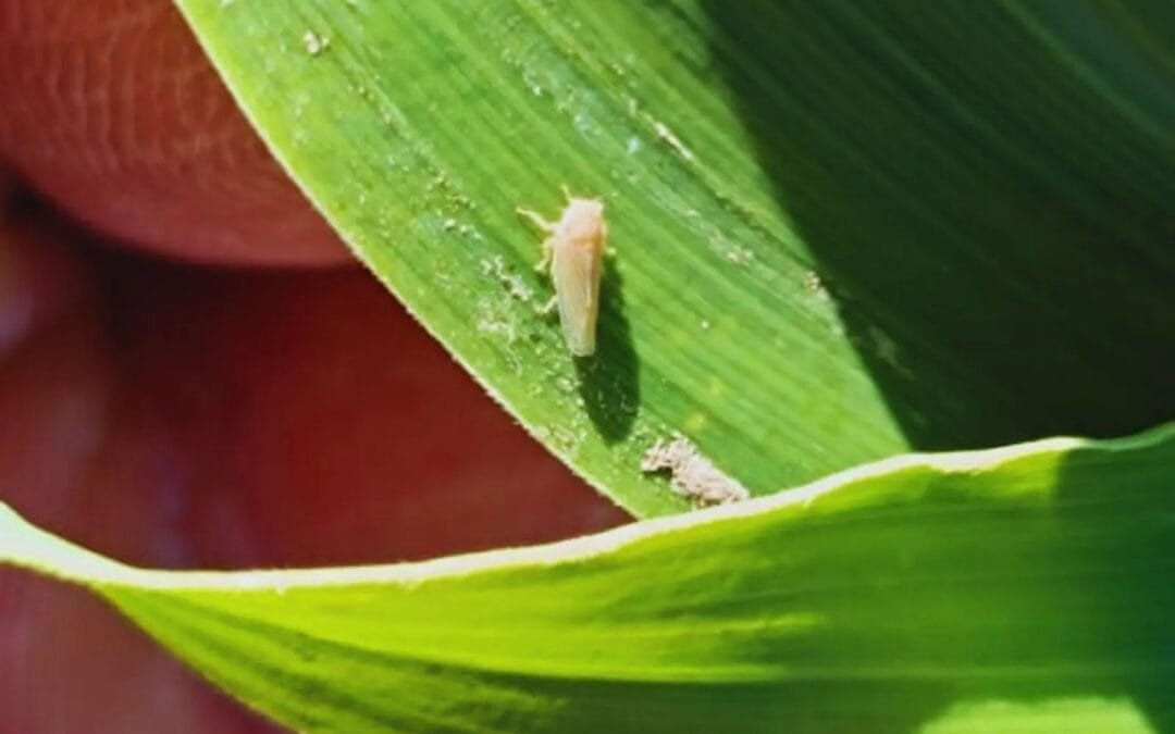 Las plagas evolucionan y redefinen el manejo sanitario en maíz