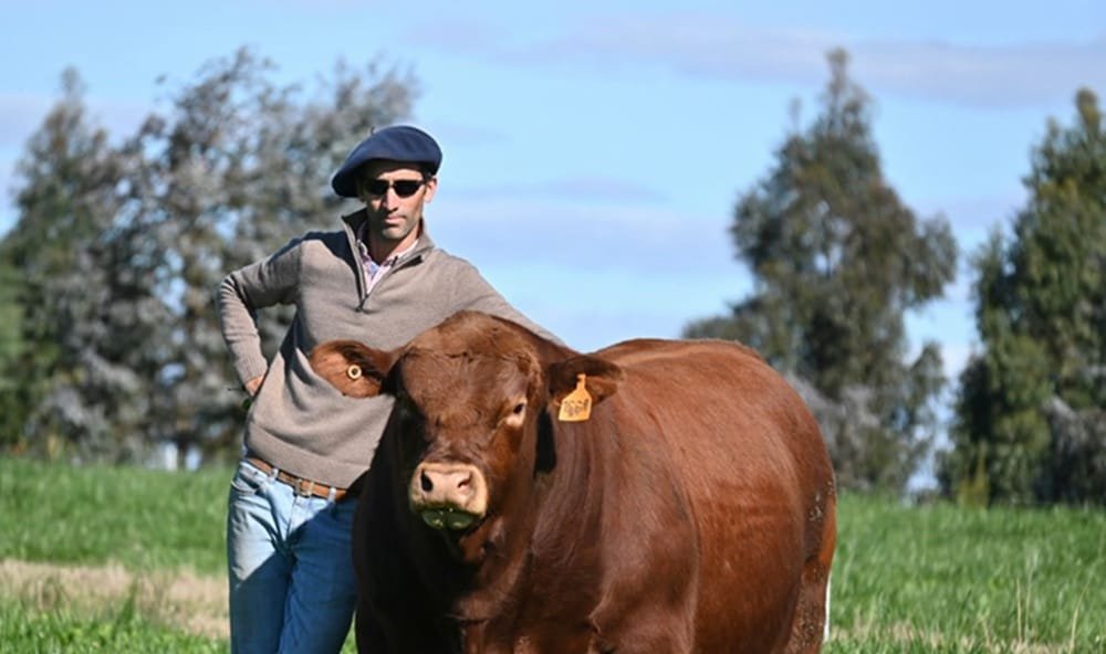 El sábado 20, El Coraje rematará sus Brangus con novedades en la oferta.