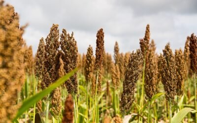 ALUR lanzó su Plan Sorgo BT 25/26 con bonificación por sustentabilidad y manejo del cultivo.
