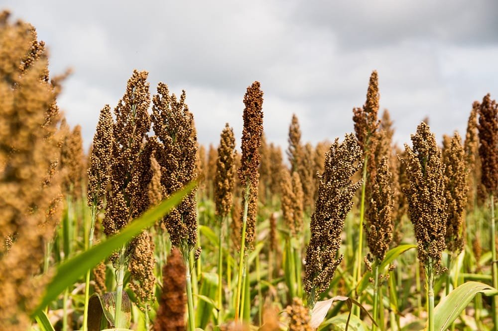 ALUR lanzó su Plan Sorgo BT 25/26 con bonificación por sustentabilidad y manejo del cultivo.