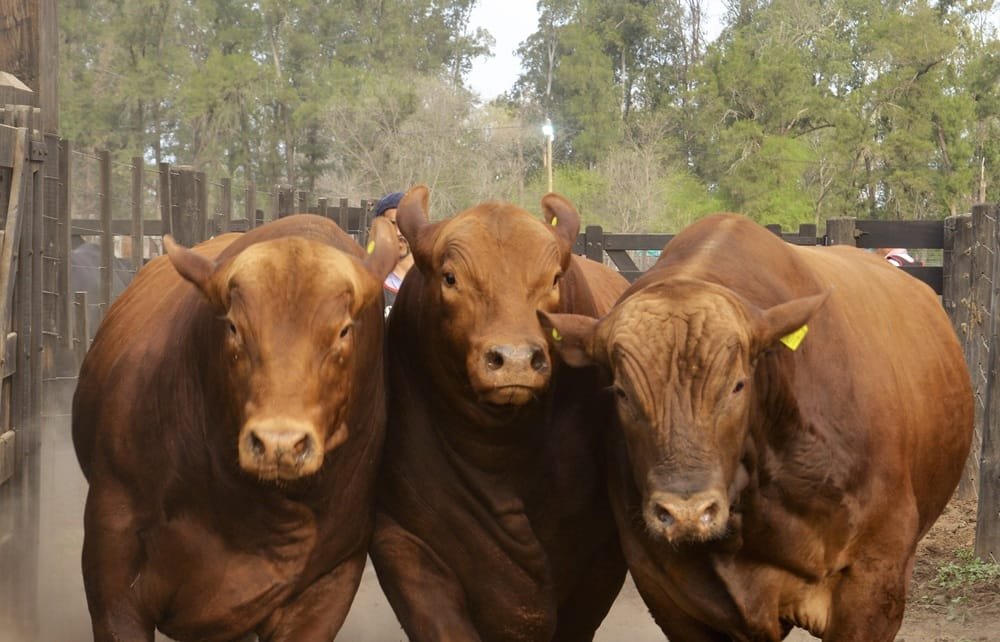 En Argentina hoy comienza ExpoBra 2025 con lo mejor de Braford, Brahman y Brangus.