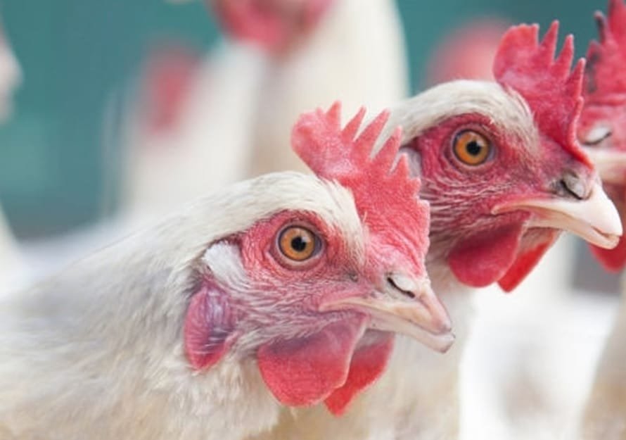 Faena de pollos: “Estamos en un año con faena alta, más que el año pasado”.