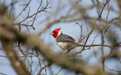 Protección de la biodiversidad en Uruguay: UPM obtuvo certificación internacional.