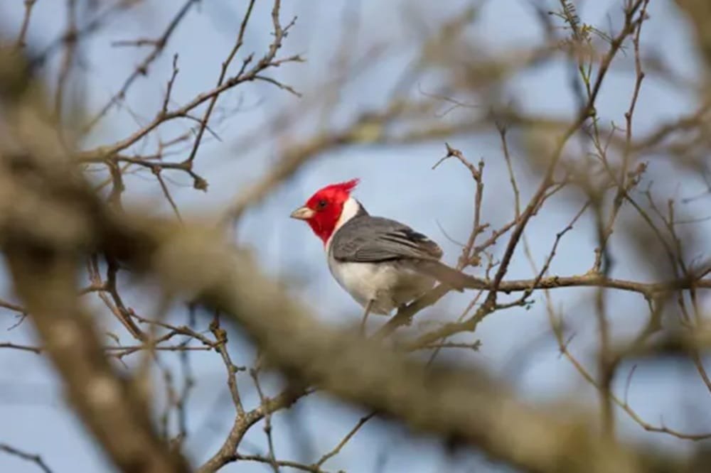 UPM financia tres investigaciones científicas para profundizar los estudios en la biodiversidad de sus reservas.