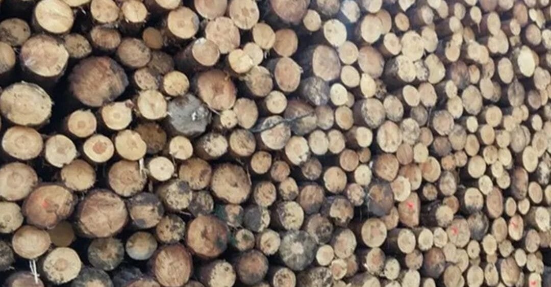 Tras los incendios de este año, en España fundan asociación para impulsar la economía circular y la prevención de incendios forestales.