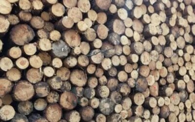 Tras los incendios de este año, en España fundan asociación para impulsar la economía circular y la prevención de incendios forestales.