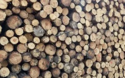 Tras los incendios de este año, en España fundan asociación para impulsar la economía circular y la prevención de incendios forestales.