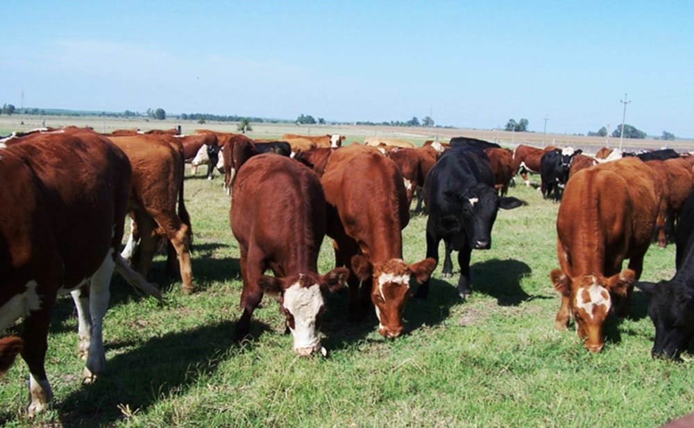 MGAP extiende suspensión del uso de Estradiol 17β en productos veterinarios hasta 2026.
