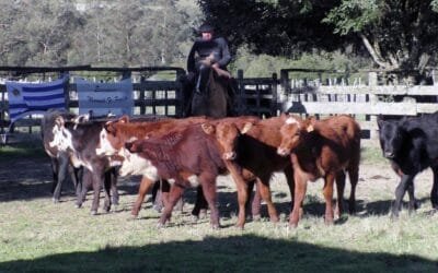 Firme la pista buenos los precios en La Querencia.