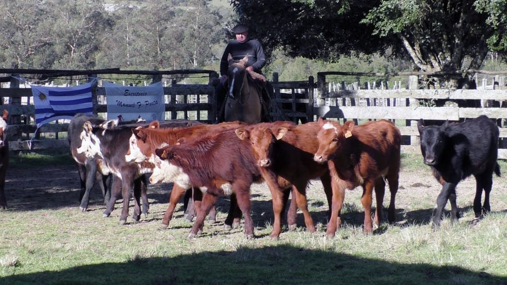 Firme la pista buenos los precios en La Querencia.