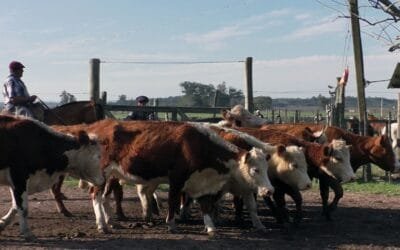 Con Carlos Bachino Agronegocios: dinámica y bien cotizada la pista.