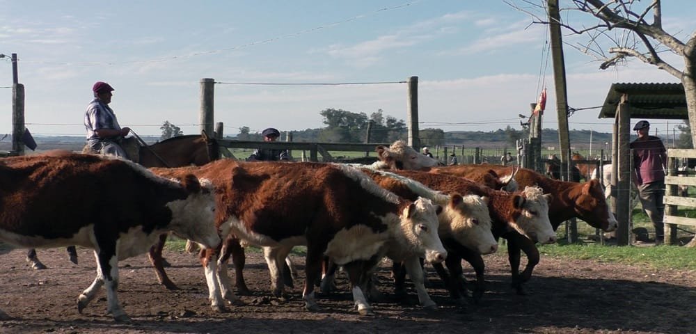 Con Carlos Bachino Agronegocios: dinámica y bien cotizada la pista.