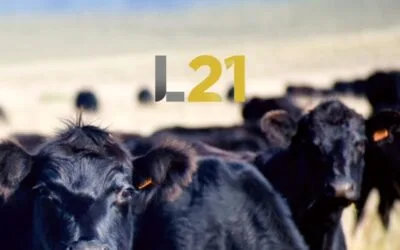 Hoy Lote 21, en una larga jornada, rematará importante oferta de vacunos.