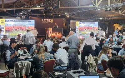 Hoy Lote 21 rematará 3.800 vacunos.