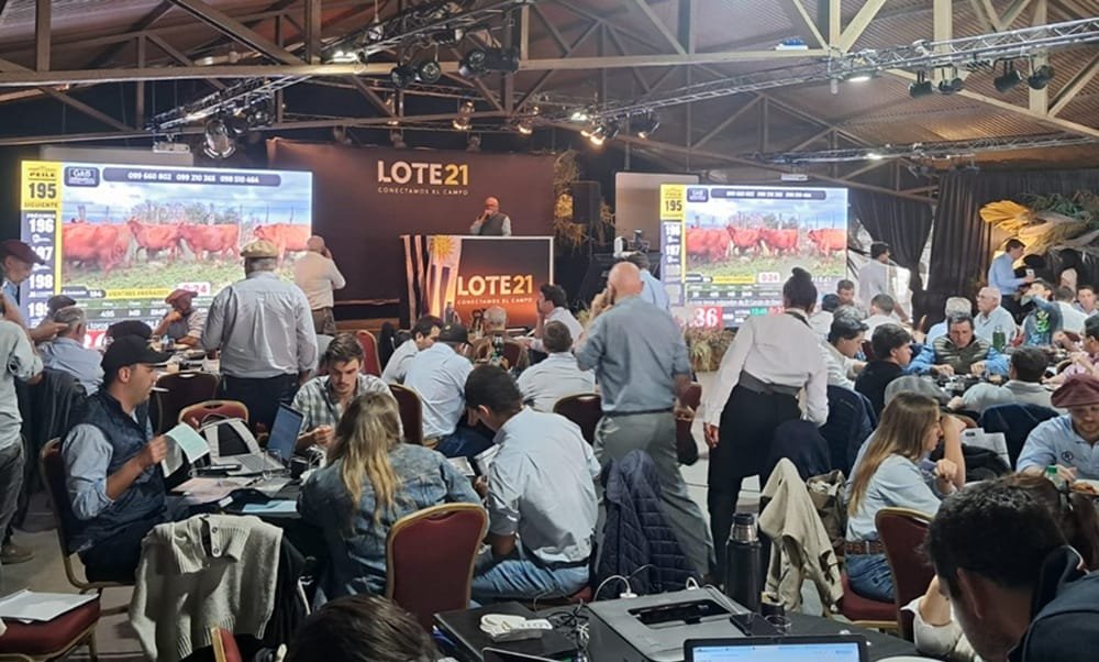 Colocación y buenos precios, así fue el remate de Lote 21, desde la Expo Prado.