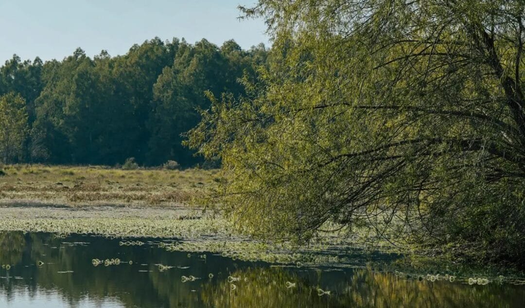 La biodiversidad al alcance de un “código de barras”.