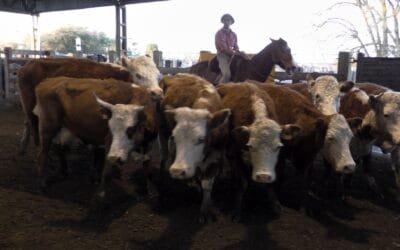 Ricardo Bachino Grosso en Ortiz: pista ágil y cotizaciones destacadas.