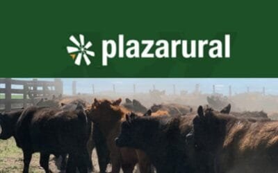 Gran remate de Plaza Rural: ventas totales y con valores firmes.