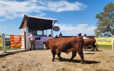Ventas totales de los toros de Kiyú, con un ajuste del 30% al alza.